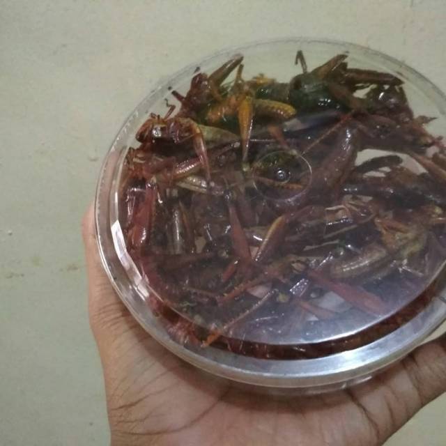 

BELALANG GORENG /WALANG ASLI HOMADE | Fried Valanga Nigricornis