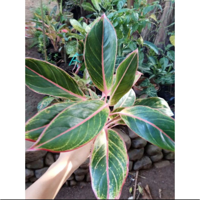 Aglonema lipstik pink Siam Aurora lipstik pink love