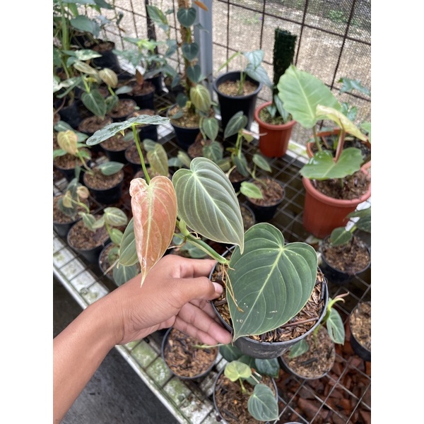 philodendron melanochrysum