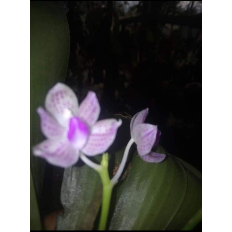 phalaenopsis javanica sumatrana