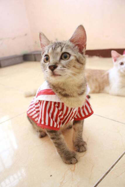 Kemeja ala sailor list merah lucu untuk kucing dan anjing size S-XL