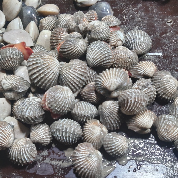 

Kerang darah 1kg (1000g)