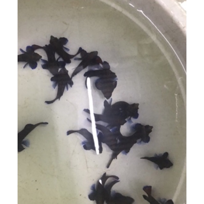 

ikan mandarin asli