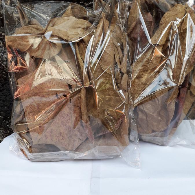 

Cuci Gudang Awal Tahun Daun Ketapang lembaran Kering Olahan Big Sale