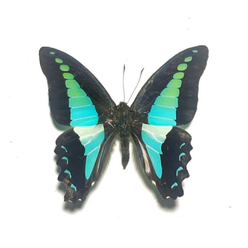 AWETAN KUPU KUPU G. SARPEDON