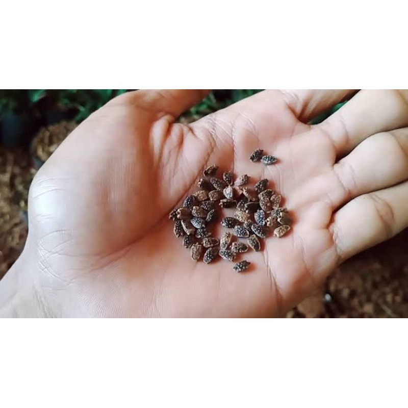 

Bibit Markisah Ungu Biji Harga/20grm