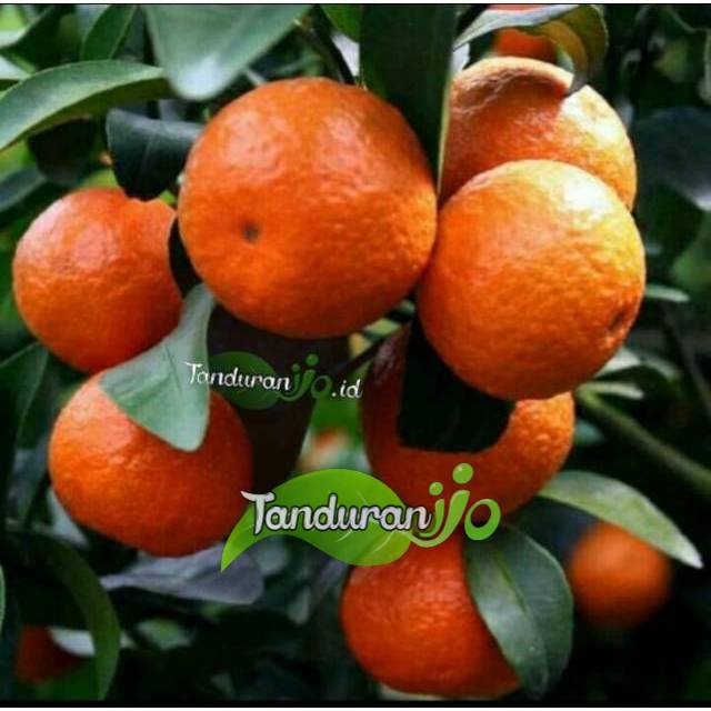 bibit jeruk santang madu super