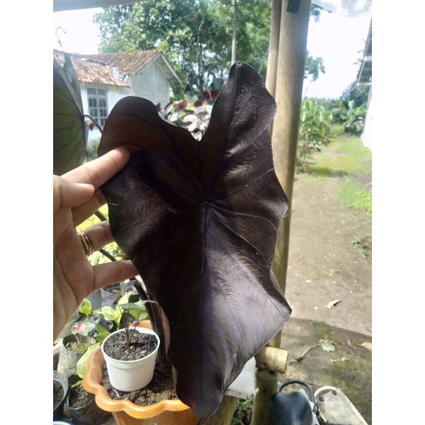 Colocasia Black Coral
