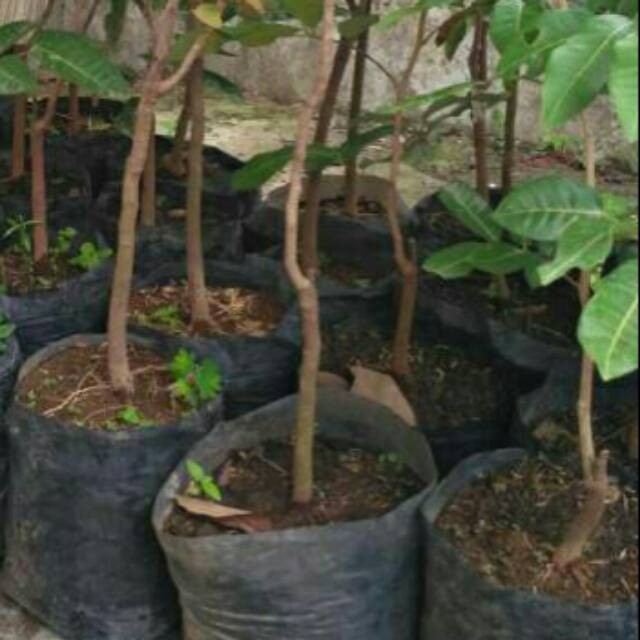 kelengkeng AROMA DURIAN