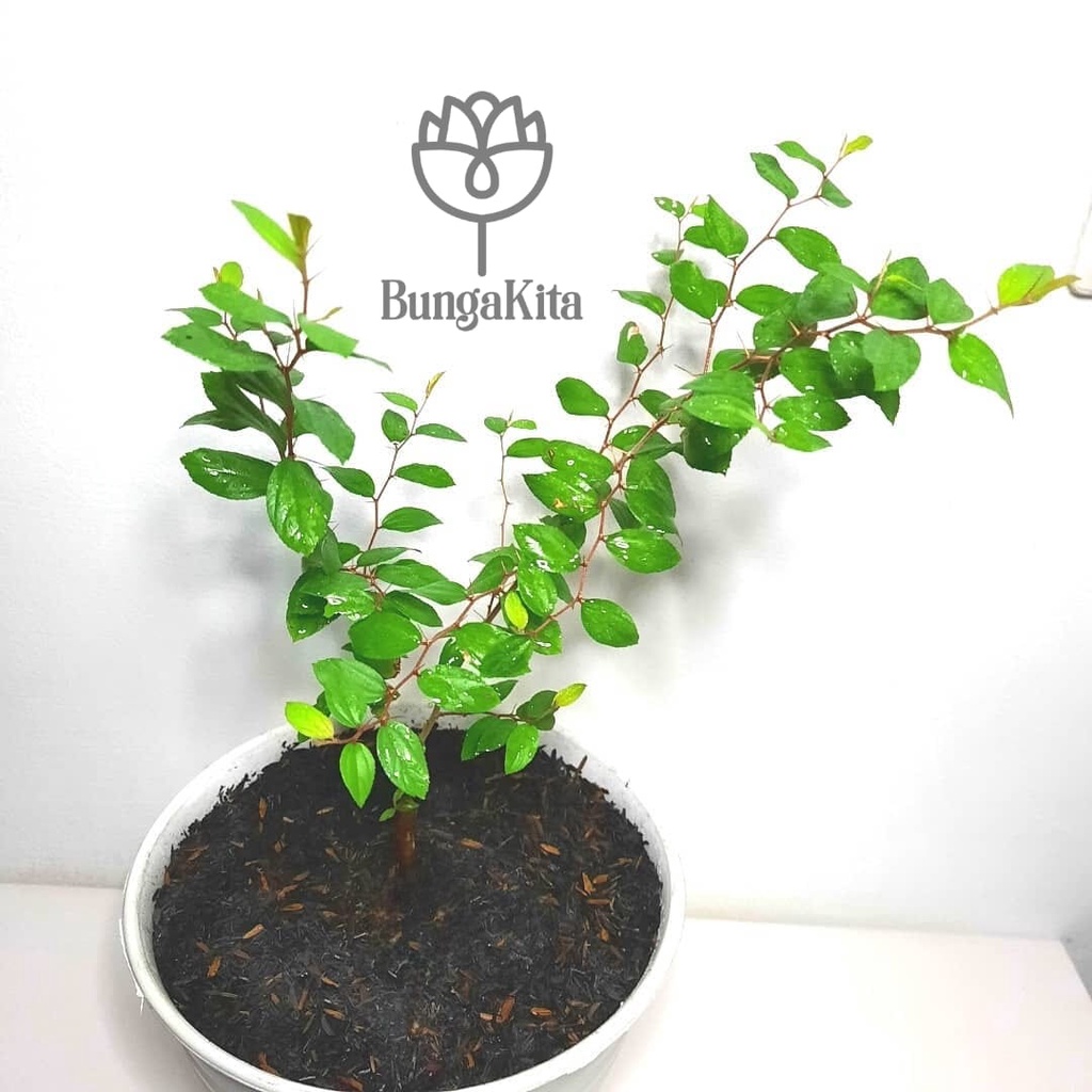 Bibit Pohon BIDARA ARAB ASLI - AL SIDR