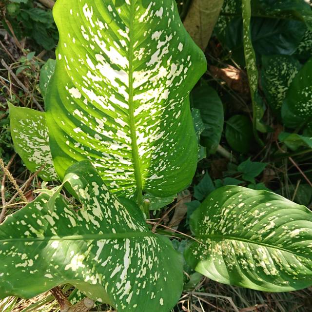 Aglonema dieffenbachia / beras wutah / sri rejeki
