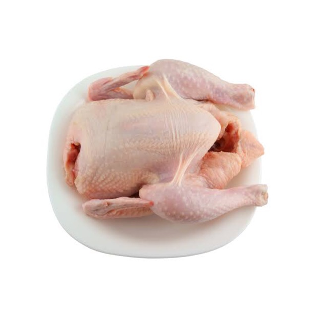 

ayam potong/ayam broiler