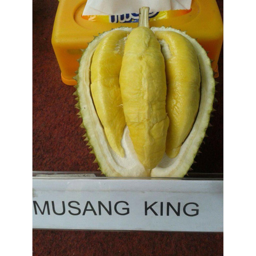 @_@ Bibit Durian Musang King. Durian Super Enak Dari Malaysia Kw Super