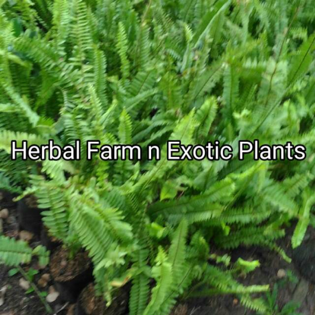 Tanaman paku kelabang / pakis kelabang