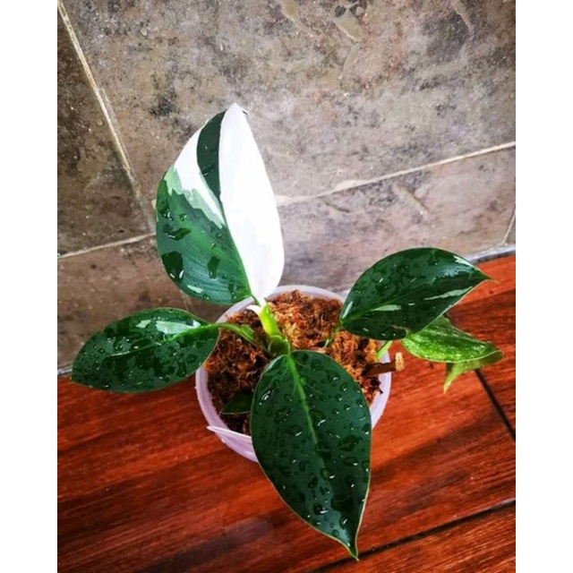 Paket 2 Bibit Bonggol Philodendron Pink Princess Varigata
