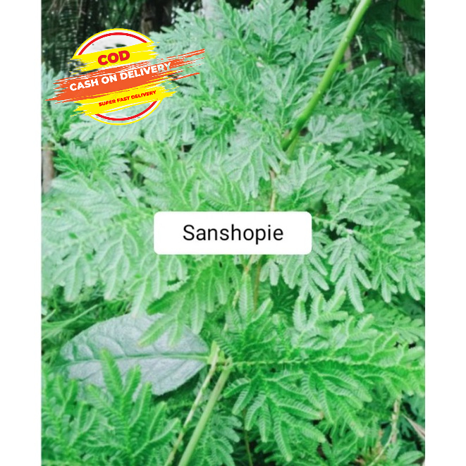 

Daun cakar ayam segar 500 gram