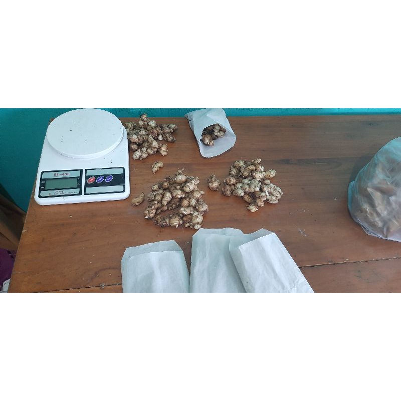 

Kencur Cikur Segar 100 gr bumbu dapur bantu sembuhkan batuk pilek