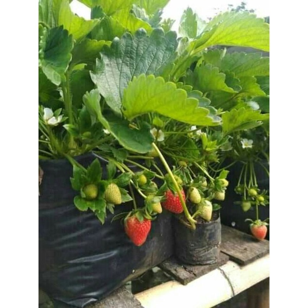 Bibit strawberry jumbo