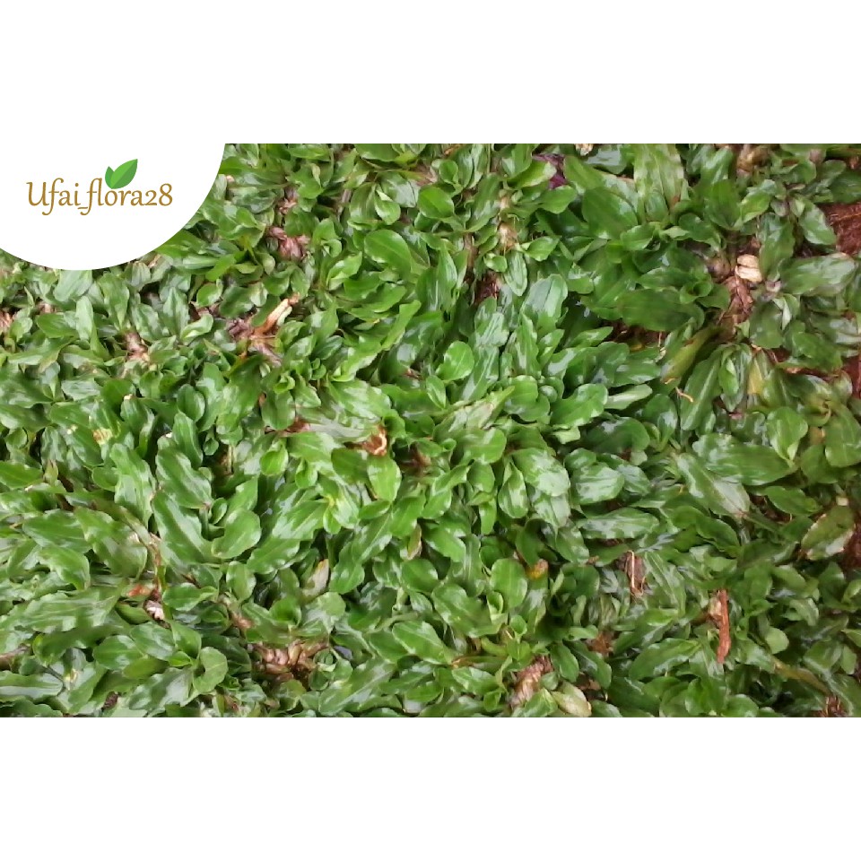 Rumput gajah mini 1 meter