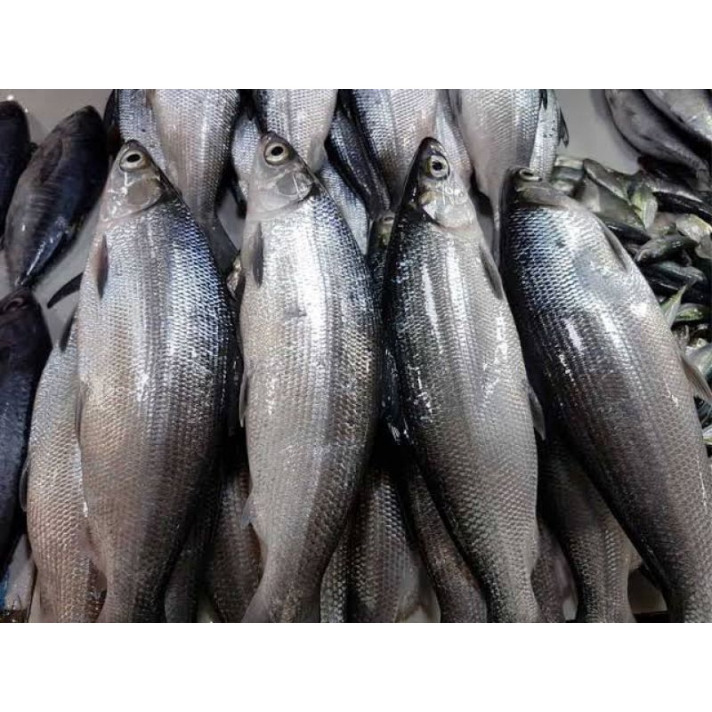 

Ikan bandeng segar 1 kg