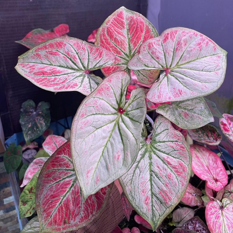 Caladium White Bone Thai Series / Tanaman Hias Keladi White Bone size anakan thai series
