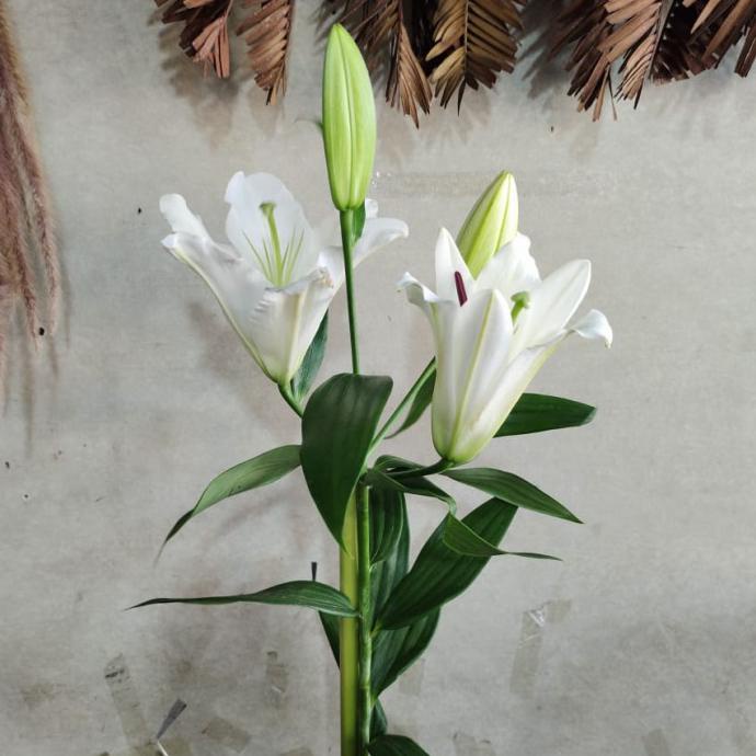 BUNGA LILY/BUNGA ASLI