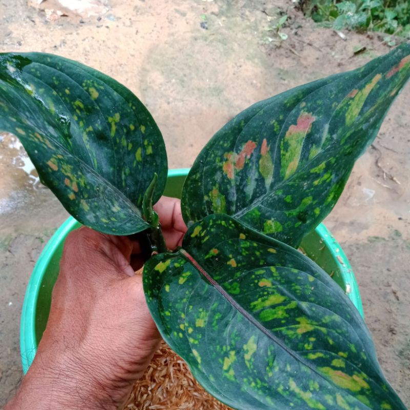 Aglonema green hengheng/aglonema hijau/aglonema murah