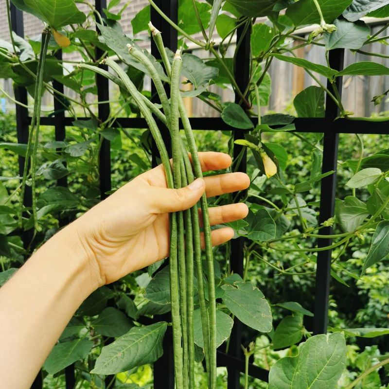 20 Biji - Benih KACANG PANJANG HIJAU, tahan virus