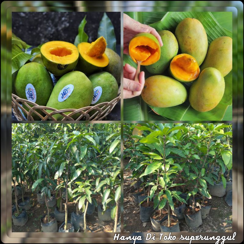 Bibit Tanaman Mangga Ukuran Satu Meter Gratis Pupuk Dan Panduan Perawatan