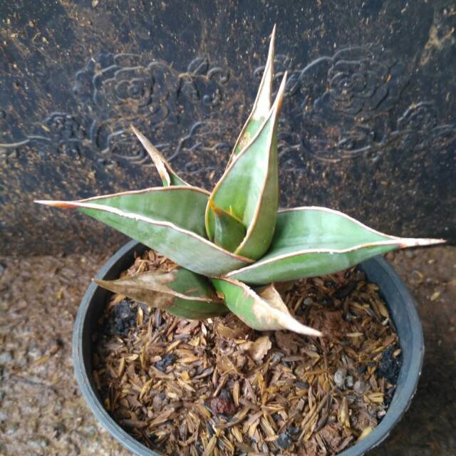 Tanaman sansiviera pinguiculata - sensivera mini pinguin