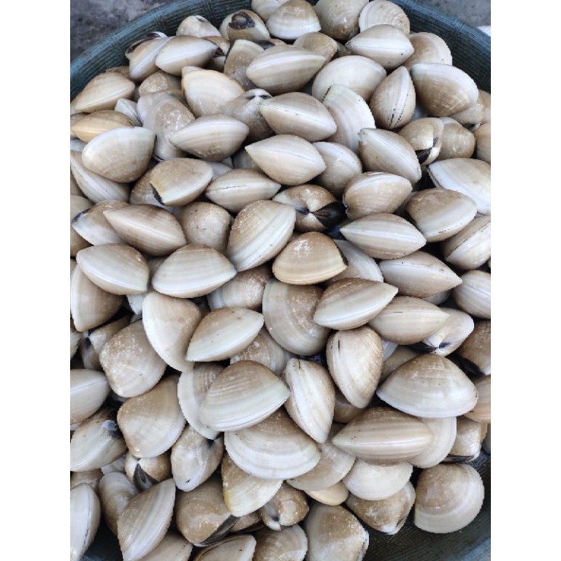 

kerang tahu / kepah hidup 1KG