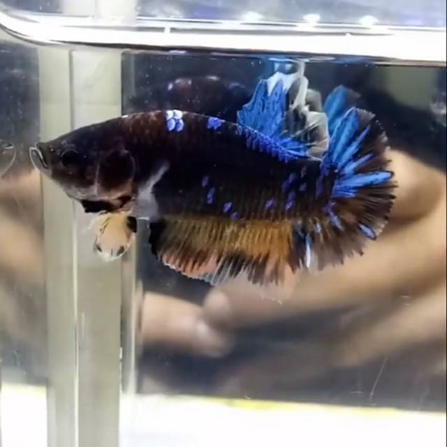 Cupang baby giant avatar