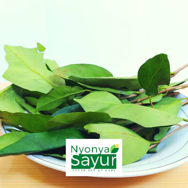 

Daun Salam