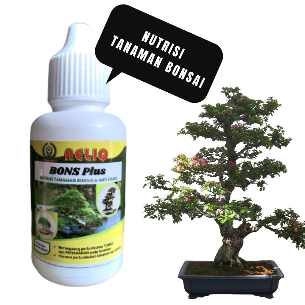 Nutrisi Tanaman bonsai beringin, pupuk bonsai serut, Hormon Pemacu Pertumbuhan Tunas