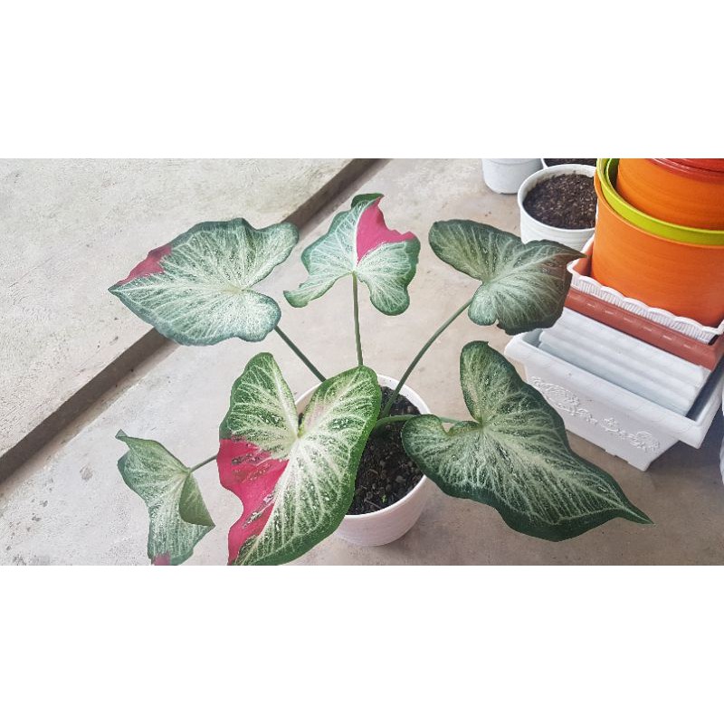 caladium shycool / cat tumpah