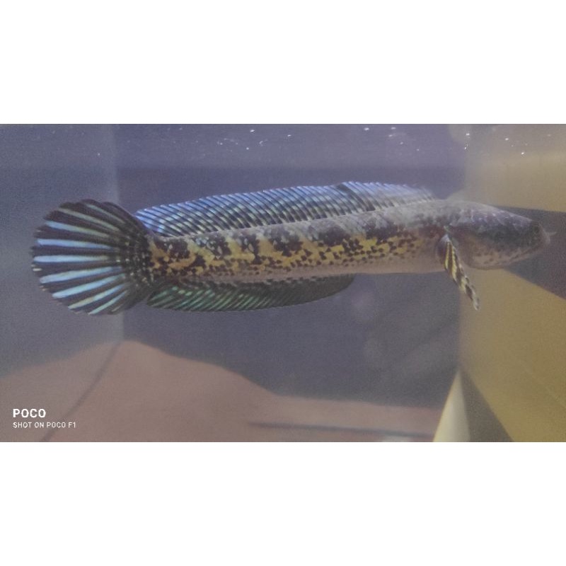 Channa Auranti 16-18cm