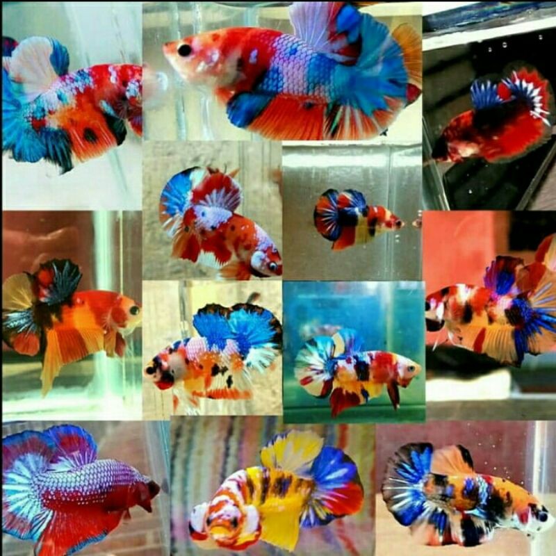 Anakan Burayak Ikan Cupang Koi Fancy Nemo Candy Multicolour Galaxy Multicolor Shopee Indonesia