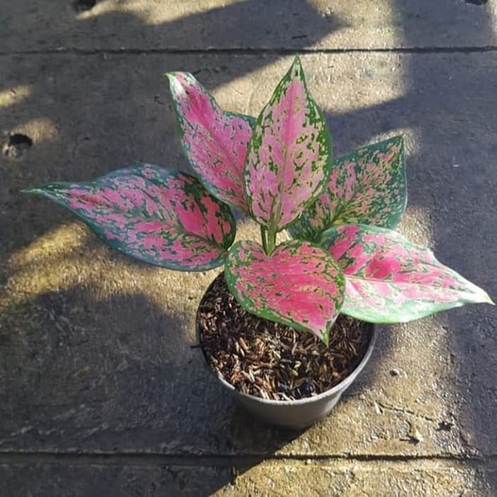 tanaman hias aglonema dud anjamani - aglonema - dud anjamani