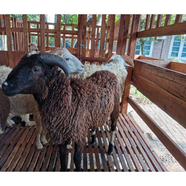 

Domba kurban termurah 20 - 23