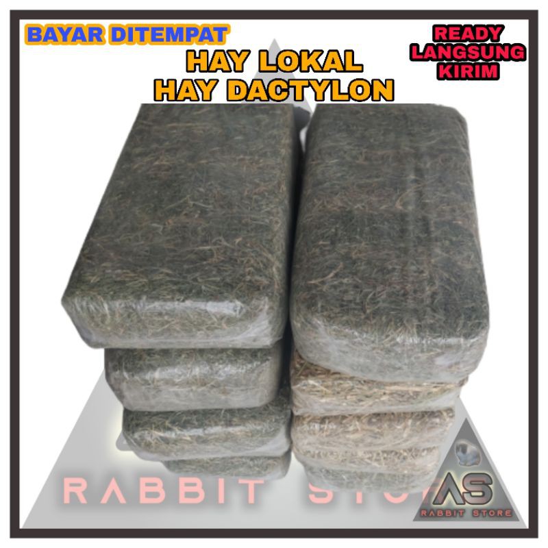 rumput hay dactylon pakan kelinci