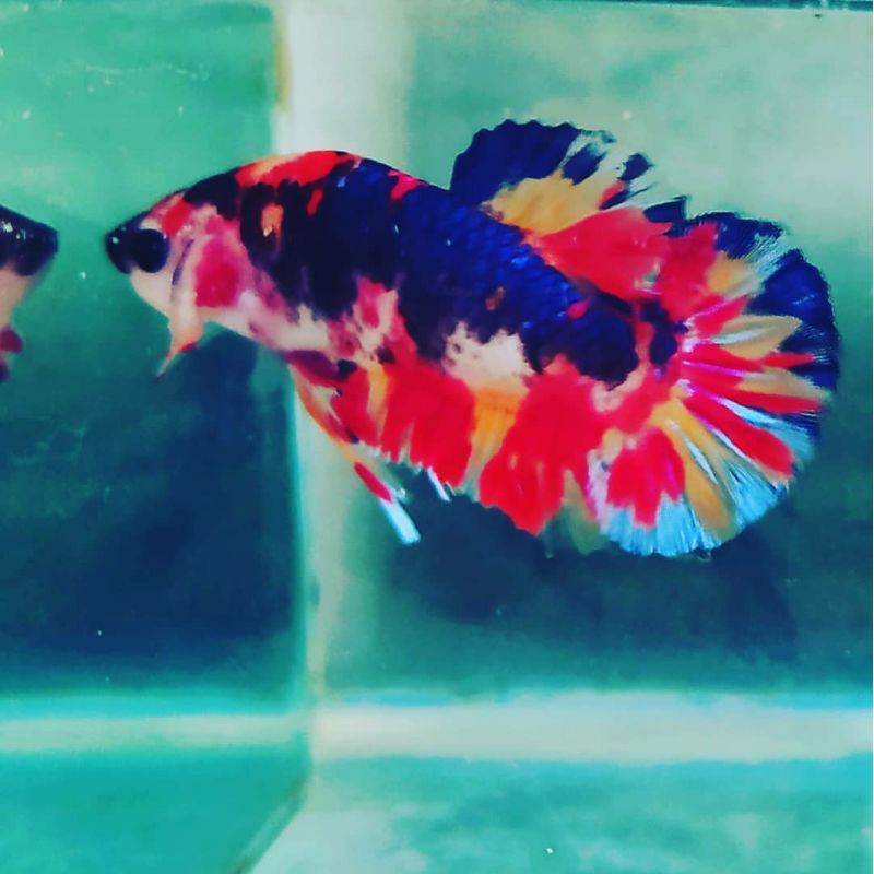 cupang nemo/multicolour