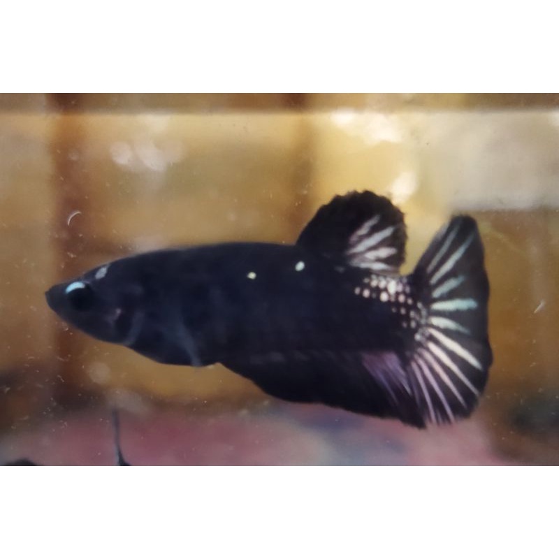 Bahanan Avatar Cooper