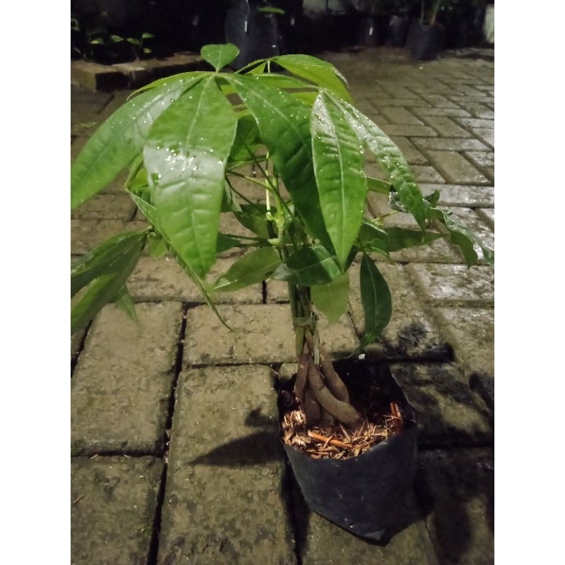 Tanaman Hias Antik dan Unik Pohon Uang Pachira paquita/Feng shui/Pembawa Keberuntungan.