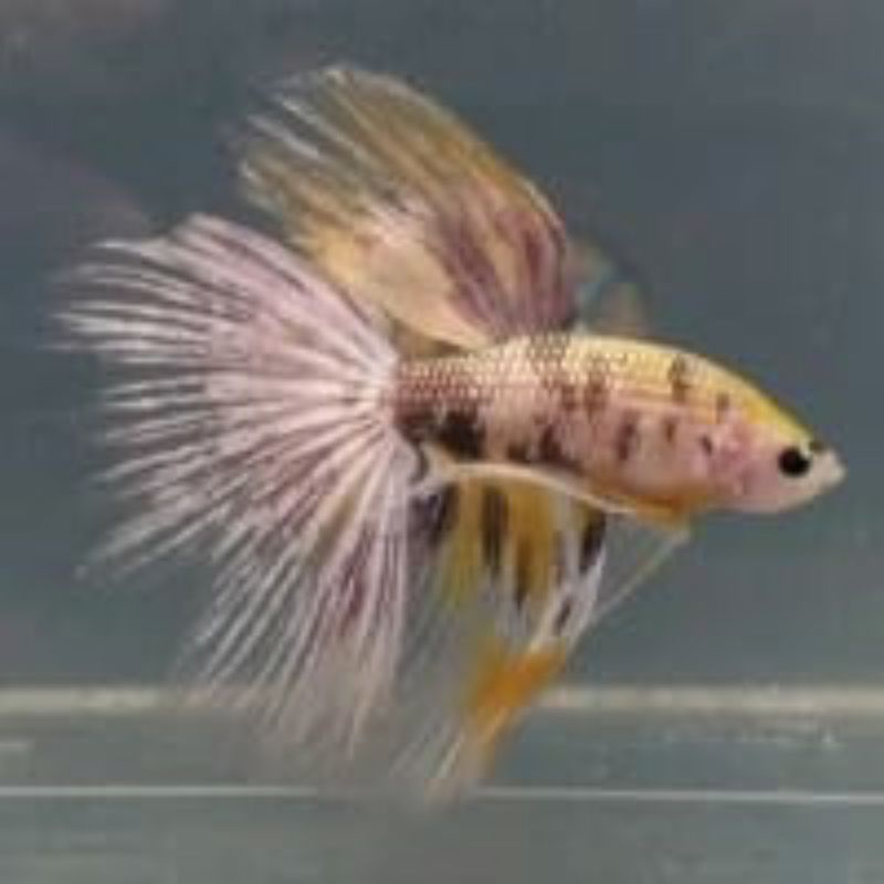anakan halfmoon yellow koi cooper