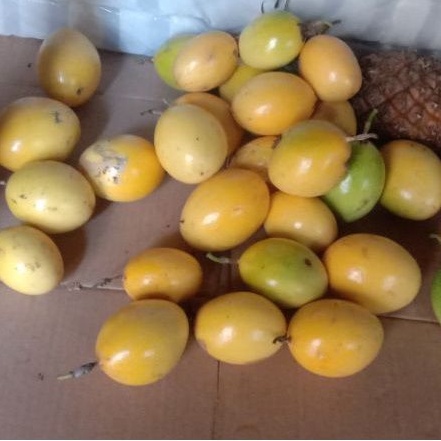 

Markisa Kuning