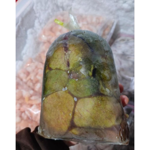 

Telur ikan lele 1 kg