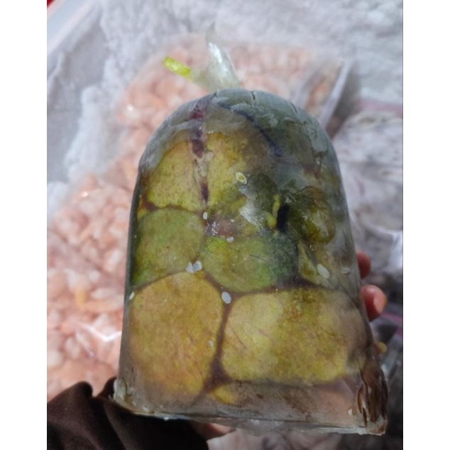 Telur ikan lele 1 kg