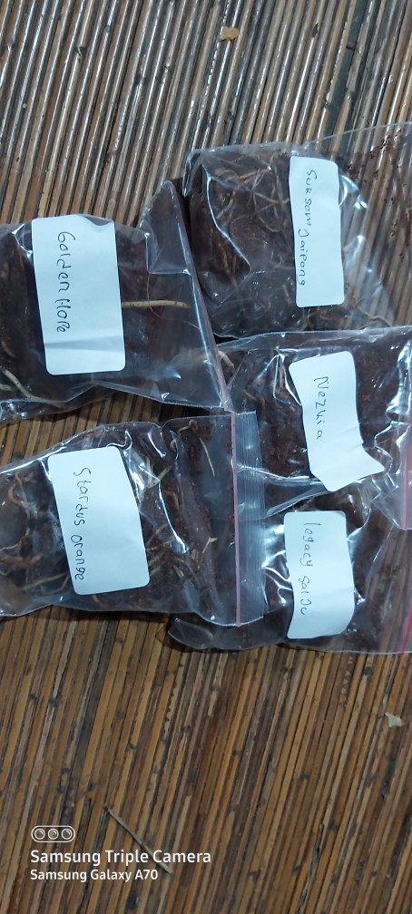 Bibit Aglonema Bongol Legacy Salju