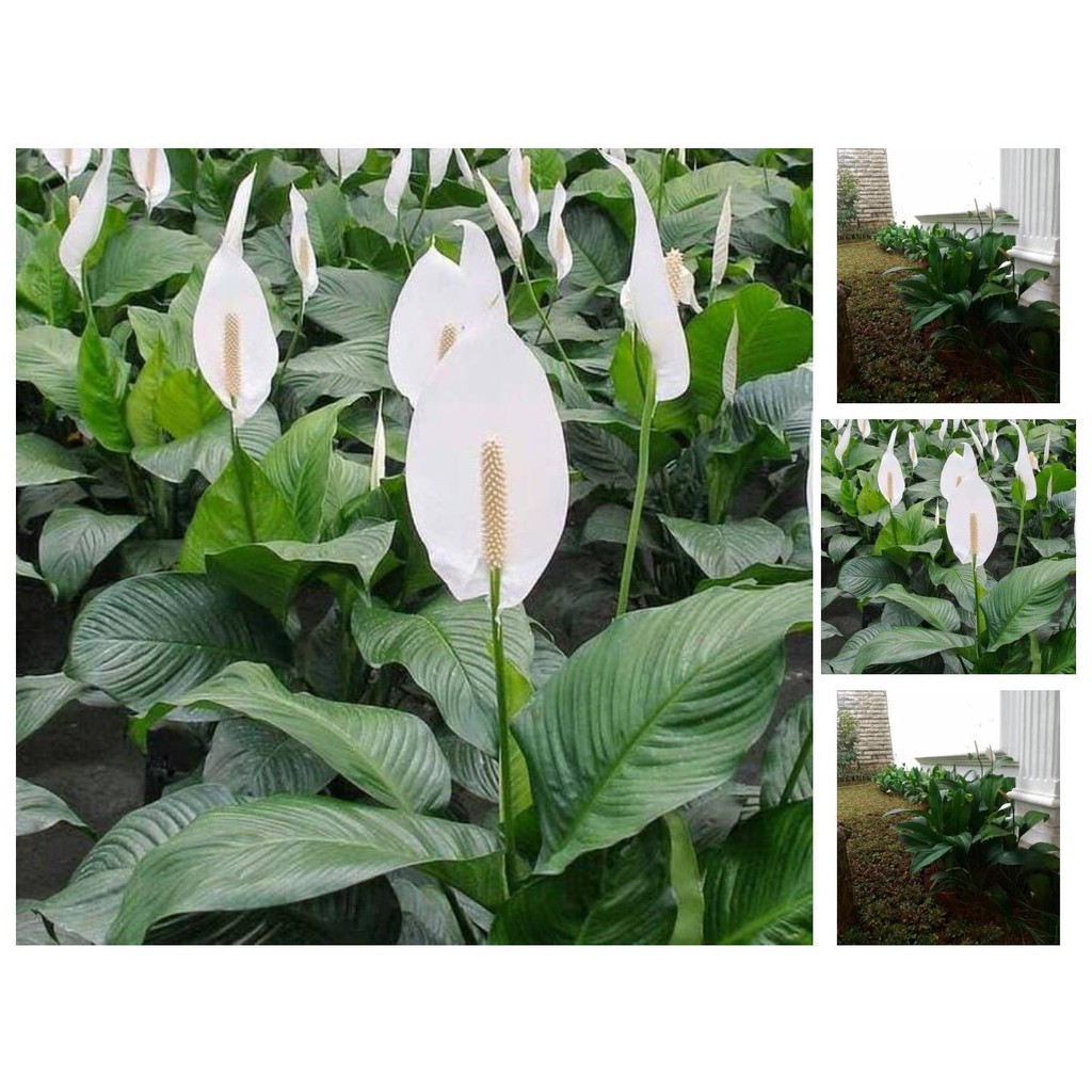 Perawatan Bunga Peace Lily  Galeri Tanaman Hias