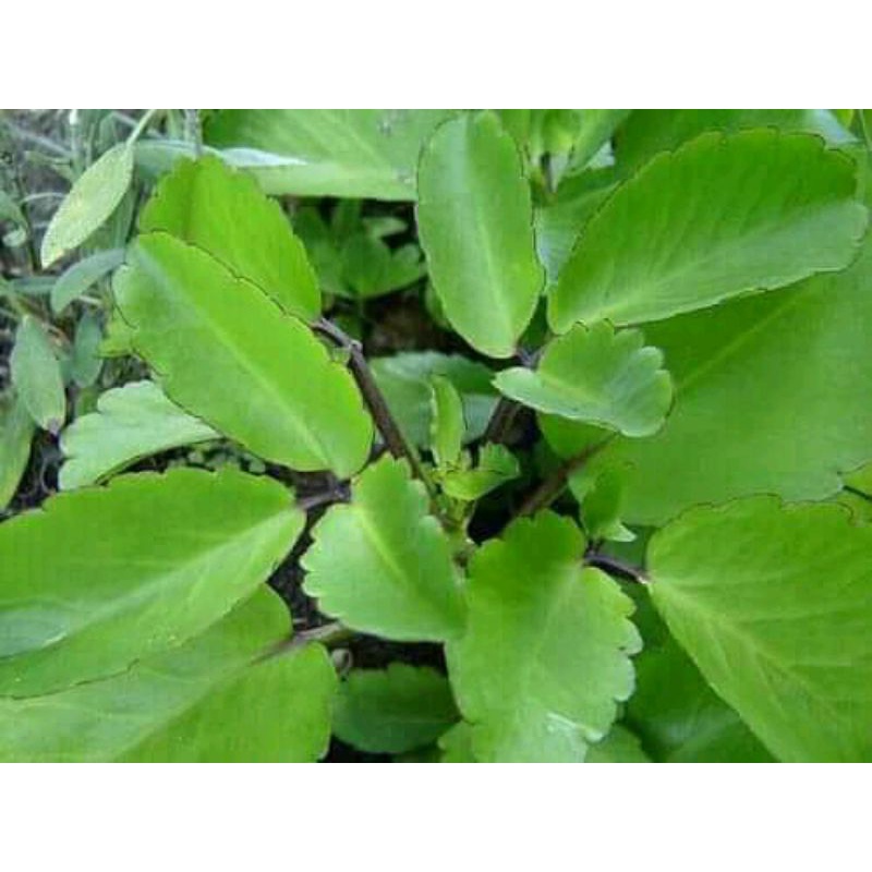 

Daun Cocor Bebek Atau Daun Buntiris Segar paket 250 gr